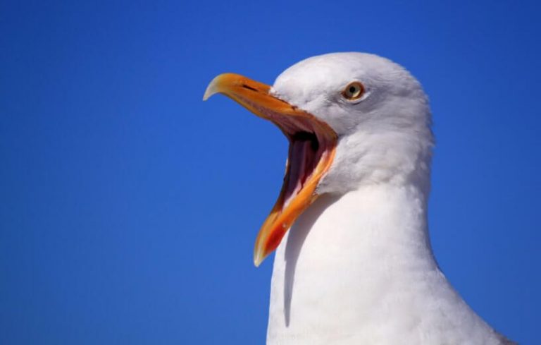 A warning to Podiatrists: don’t become a bossy Seagull.